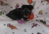 Pretty-Pedigree-Healthy-black-and-tan-Yorkshire-Terrier-Pups