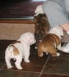 AKC-REG-English-Bulldog-Puppies-For-Adoption