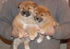 Akc-Swin-Shiba-Inu-Puppies-For-Sale-