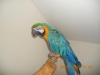 Beautiful-Pair-of-Blue-and-Gold-Macaw-parrots-for-good-homes-