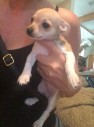 Selling-10-weeks-old-Teacup-Chihuahuas