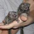Baby-marmoset-monkeys-for-sale-