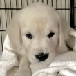 Rehoming-golden-retriever