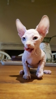 Sphynx-kitten-for-sale