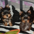 Adorable-Yorkshire-Terrier-Puppies-for-Sale